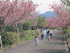 桜ケ丘公園の桜の写真1