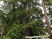 相馬中村神社の親子杉の写真1