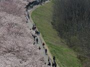多摩川堤防沿いの桜の写真1