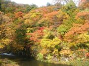 御手洗川渓谷の紅葉の写真2