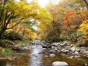 御手洗川渓谷の紅葉の写真3