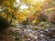 御手洗川渓谷の紅葉の写真4