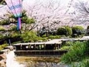 桃山公園の桜の写真1
