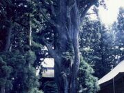 砥鹿神社奥宮(本宮山)の社叢の写真1