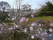 藤七原湿地植物群落の写真1