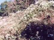 日笠山のノジギクの写真1