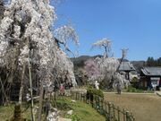 大野寺の枝垂桜の写真1