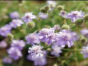 マツムシソウの写真1