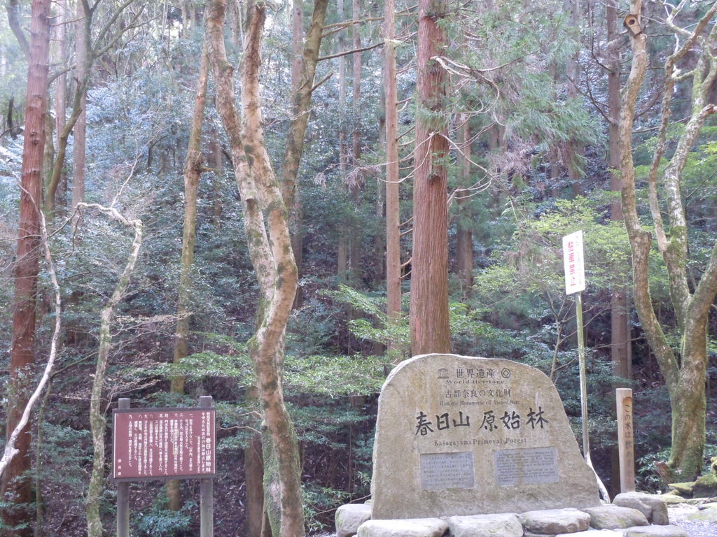 春日山原始林