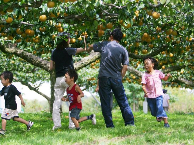 梨狩り_世羅大豊農園