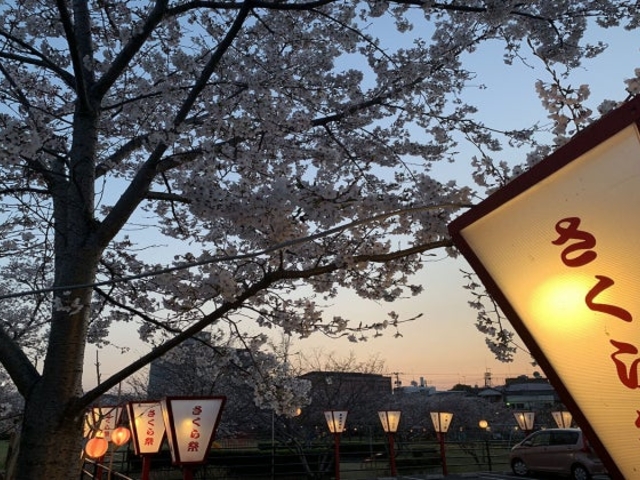 ぼんぼりとソメイヨシノ_平池公園の桜