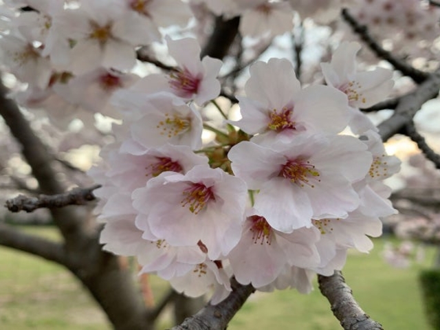 ソメイヨシノ_平池公園の桜