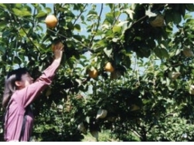 観光梨狩皆楽園の写真1