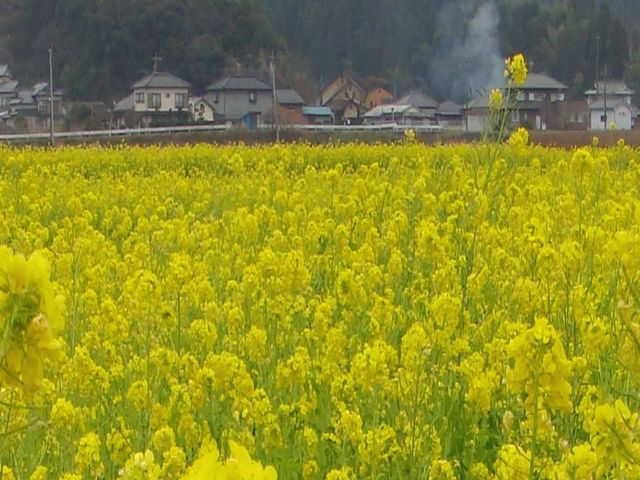100万本の菜の花園