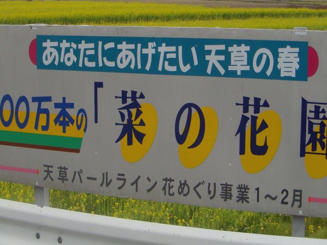 100万本の菜の花園