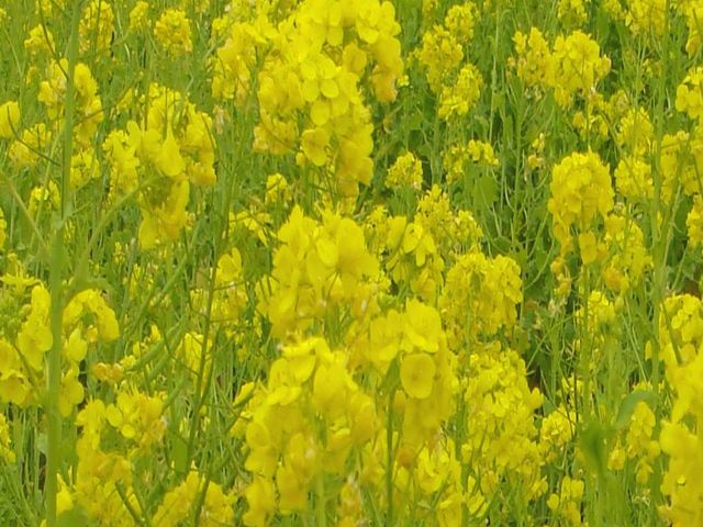 100万本の菜の花園