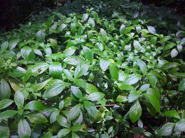 藍染茶房 藍風