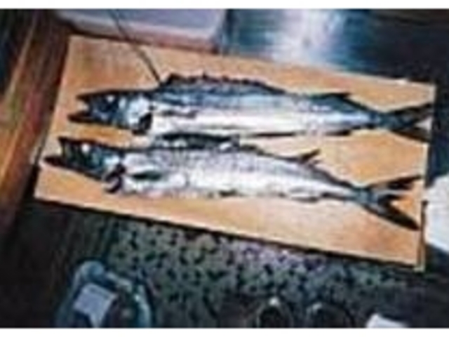 クロタチカマス深海魚(大東ではナワキリ)_小料理居酒屋 栄喜