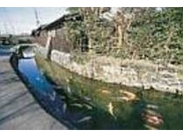 故郷のように優しい表情の小川を鯉が泳ぐ_藍場川