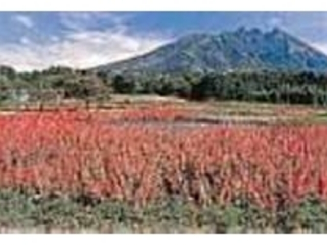 土産コーナーにはお香やポプリなどもある_たかもり花高原