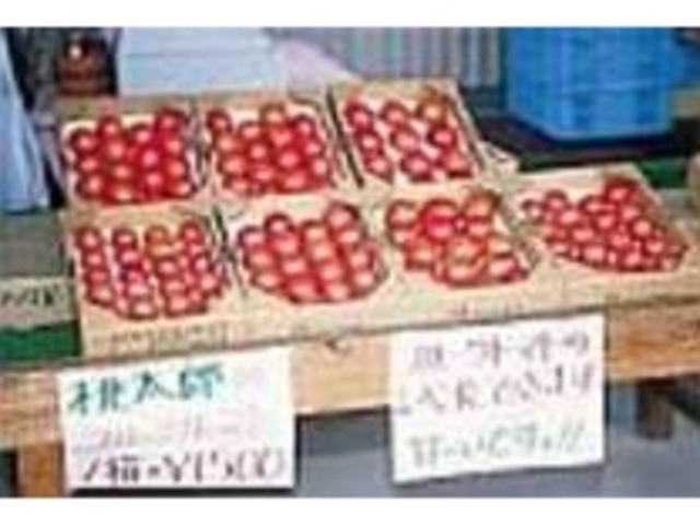 甘味トマトは、その名もフルーツトマト!_トマトファーム