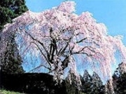 中越家のしだれ桜の写真1