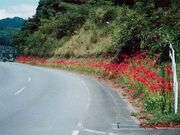 舞鴫地区の彼岸花の写真1