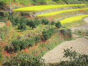 舞鴫地区の彼岸花の写真2