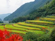 番所の彼岸花の写真1