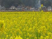 100万本の菜の花園の写真1