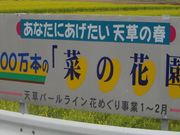 100万本の菜の花園の写真2