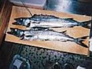 小料理居酒屋 栄喜の写真2