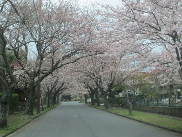桜並木通りにある陶八画の工房です近くには有名な海に掛かる門脇吊り橋があります_伊豆の陶芸 窯元 陶八画