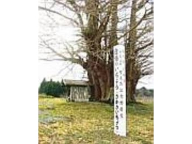 近くで見るとさらに迫力のある大木_白幡のいちょう(さかさいちょう)