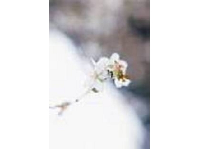 夏以外は咲き続けている「不断桜」_湖東三山 西明寺