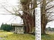 白幡のいちょう(さかさいちょう)の写真2