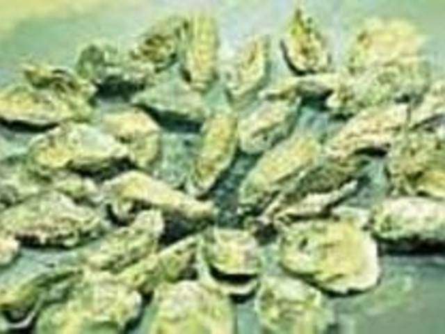 瀬戸内海で養殖された身がしまり大きなかき_かき焼 鎌倉本家