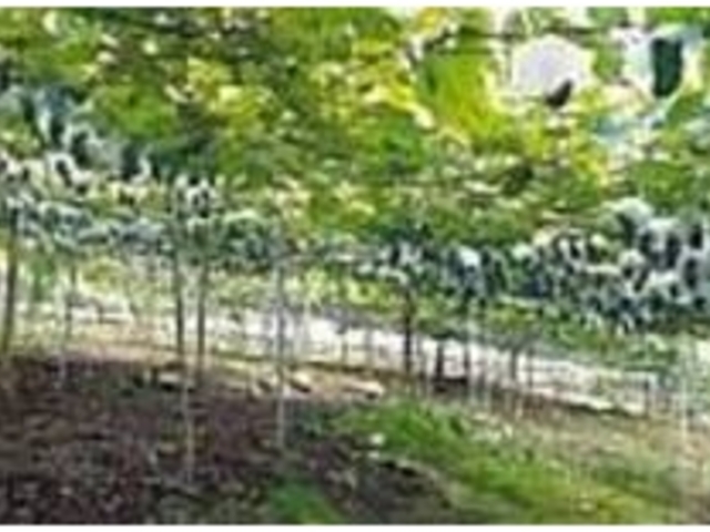 170haの農園、20種類のぶどうを栽培_菱山中央醸造