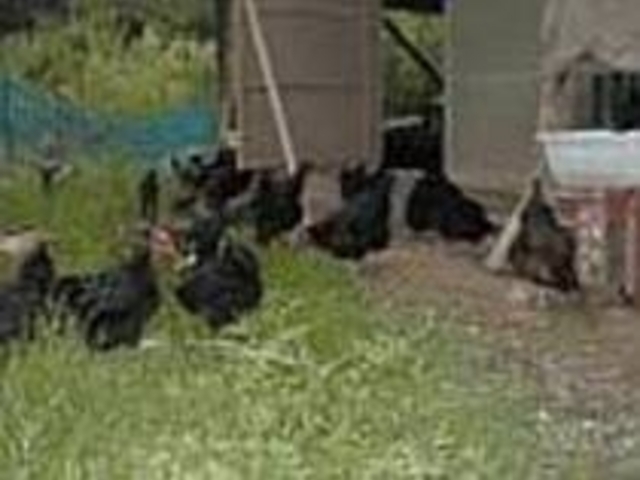 自然の飼料を食べさせ、放し飼いで育てる鶏_作農料理人の店 自給屋
