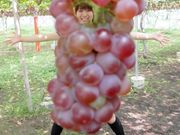 笛吹ワインの写真3