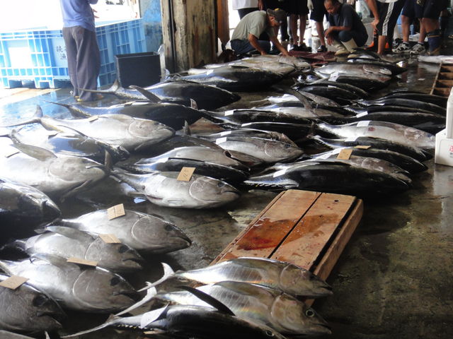 漁場で捕れる南国特有の魚種と量に驚き!_読谷村漁業協同組合