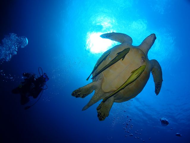 Udive