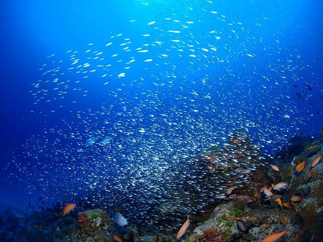 Udive