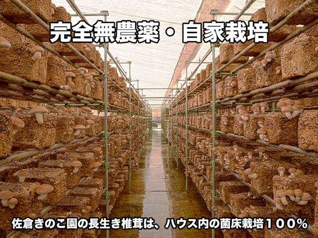 ハウス内の菌床(栽培ブロック)栽培だから、雨でも、しいたけ狩りを楽しめる。_佐倉きのこ園
