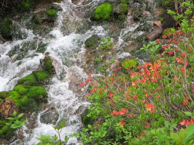 ラムサール条約登録で今話題の芳ヶ平湿地群を巡るコースが人気です。_野反湖うらやまガイド