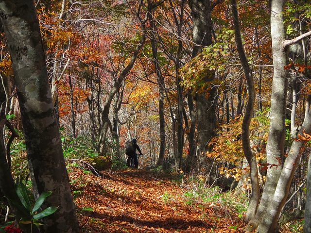 MTBで里山の古道を駆け抜ければ、季節の風を肌に感じることができます。_野反湖うらやまガイド