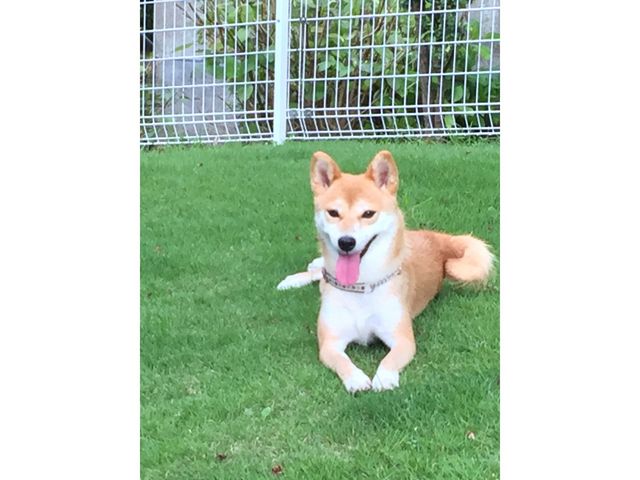 看板犬の桃花もお待ちしております♪_ステンドグラス工房 モンサ