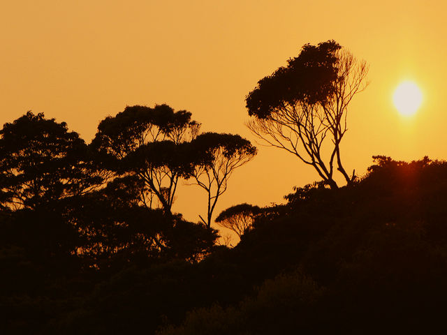 イタジィの樹の陰に落ちてゆく『夕陽』やんばるの森の夕景は、又格別です。_やんばるワンダーランド