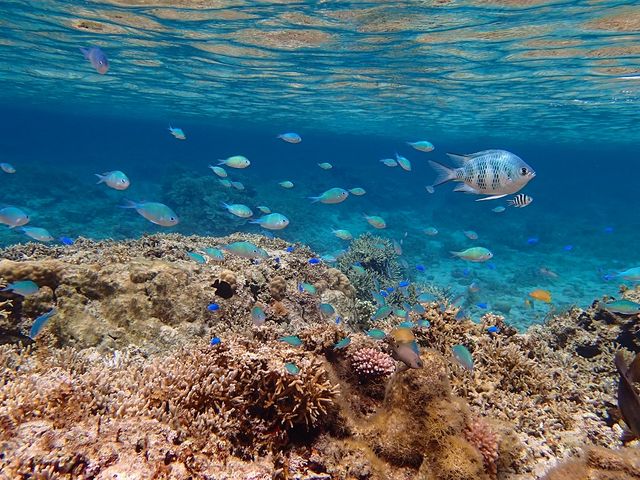 デバスズメダイの大群は圧巻です。_フィールドネイチャー石垣島