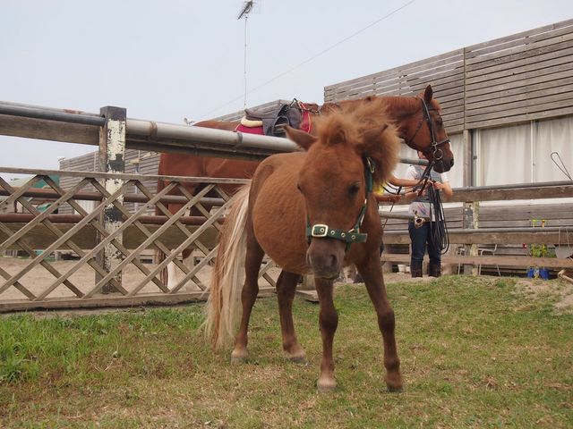 可愛いポニーがお出迎え_Horse Riding Club BALANCE
